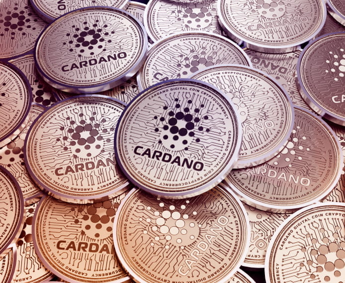 cardano large
