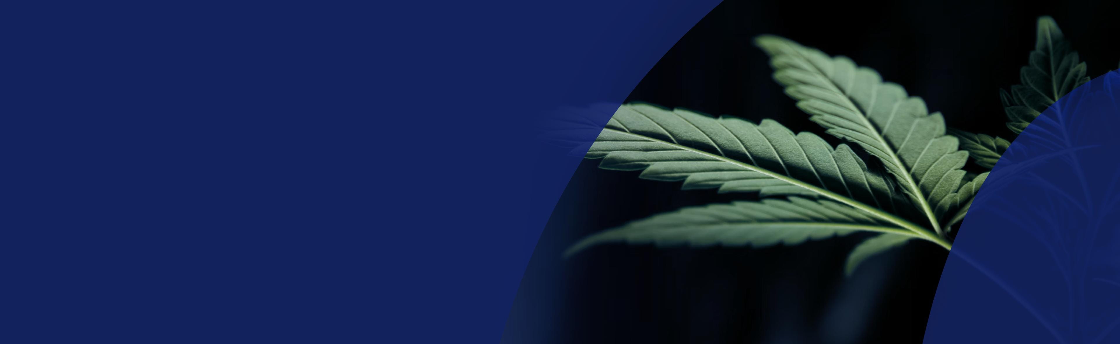 FXEU-cannabis-desktop