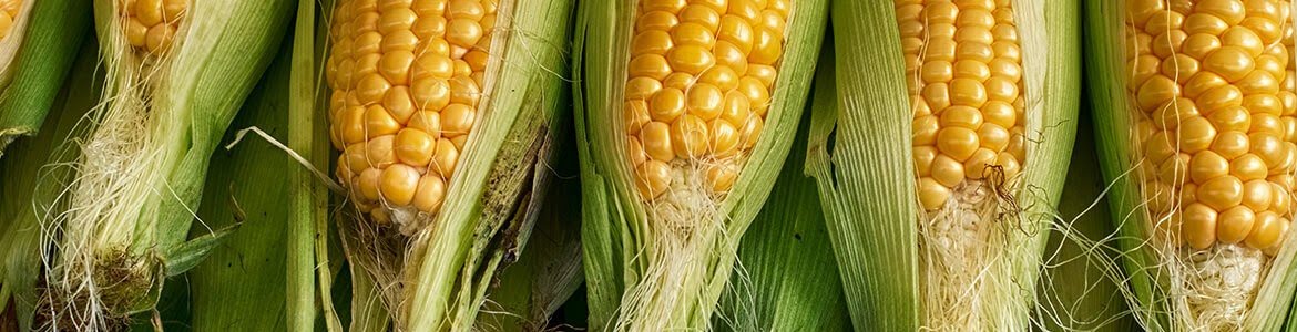5 corn on the cobs